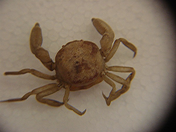 Pinnotheres pisum
